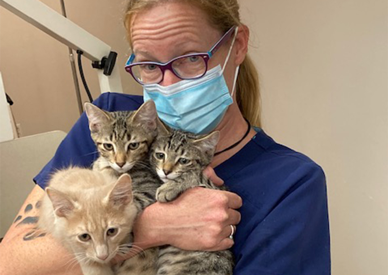 Carousel Slide 2: Cat Veterinary Care, Austin